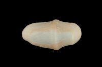 藏品(鈕扣海兔螺)的圖片